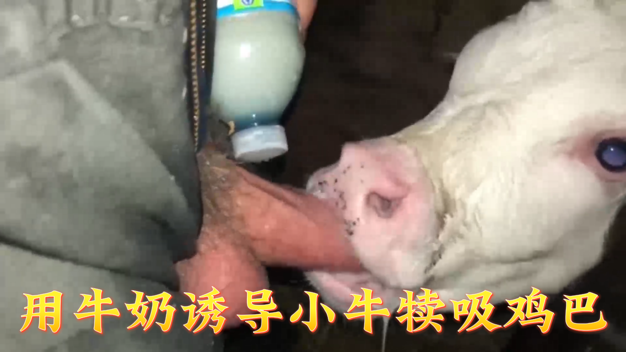 用牛奶诱导小牛犊吸鸡巴